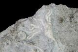 Two Fossil Crinoids (Aorocrinus & Dichocrinus) - Gilmore City, Iowa #149034-3